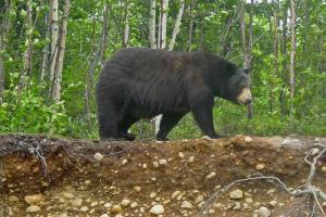 Pourvoirie du lac Moreau, Auberge du Ravage